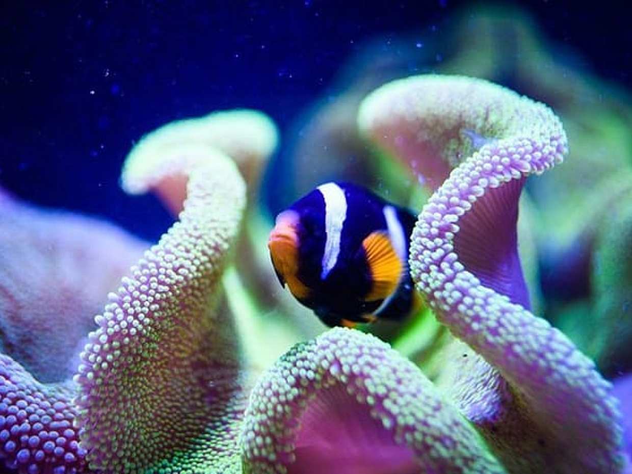 Grand Aquarium from Hurghada