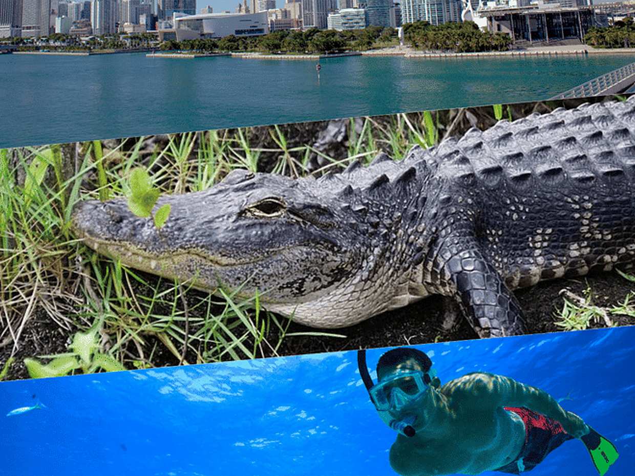 Ultimate 3-Day Florida Getaway: Miami Bus & Boat, Everglades Adventure & Key West Snorkeling