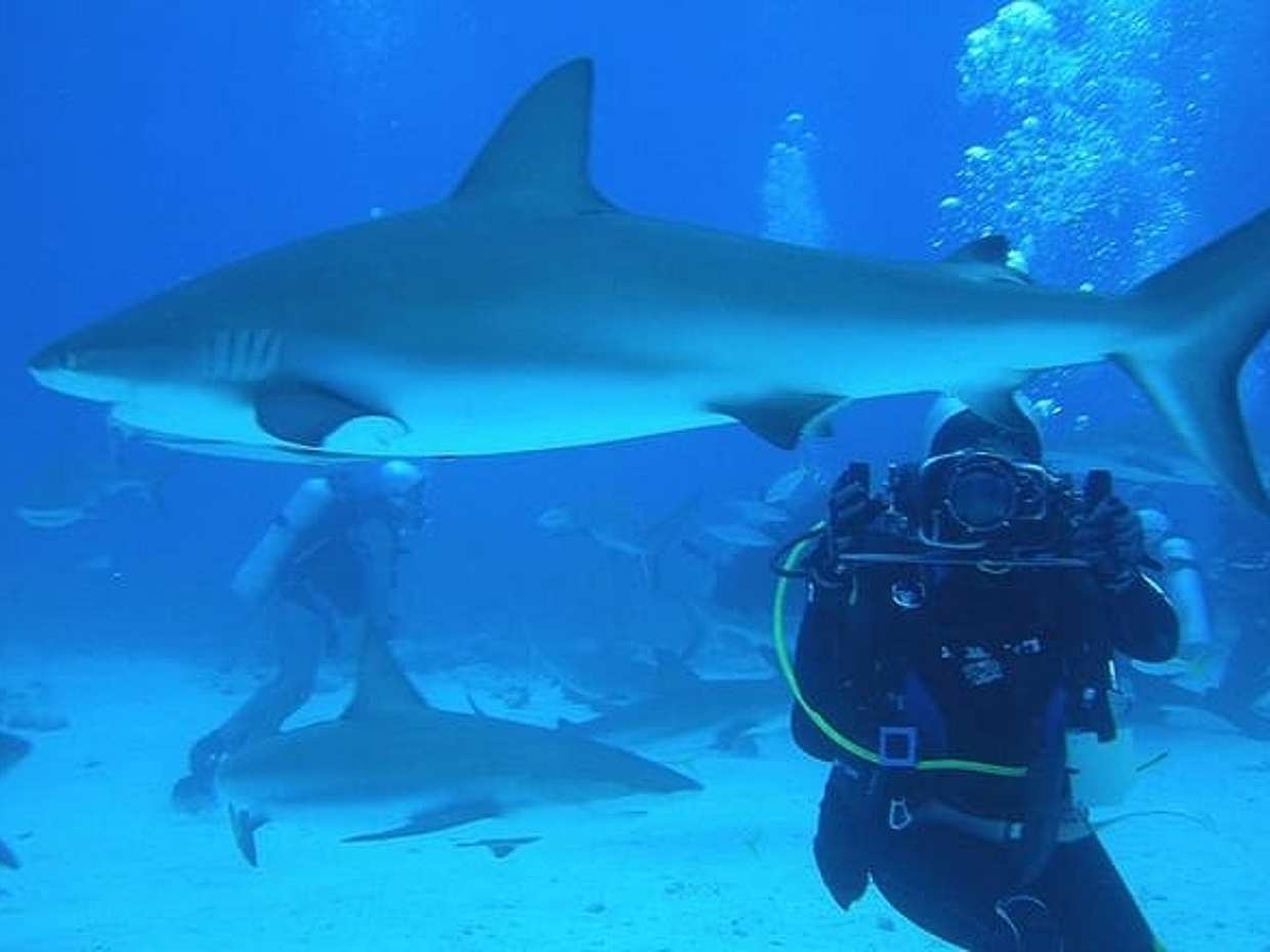 Diving with Sharks certified, photo 4