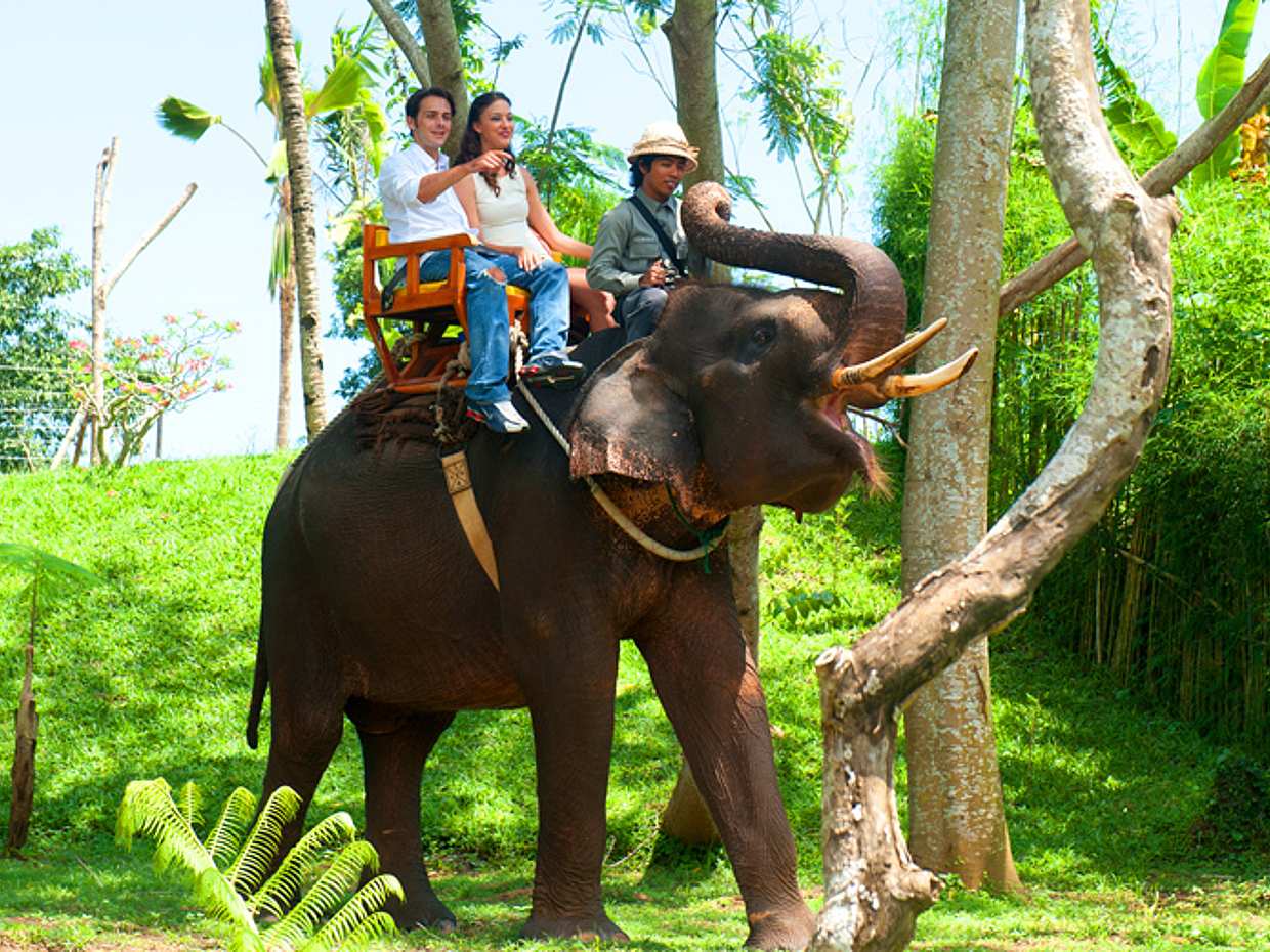 An Unforgettable Elephant Ride at Bali Zoo in Indonesia, Bali Zoo Elephant Ride, photo 3
