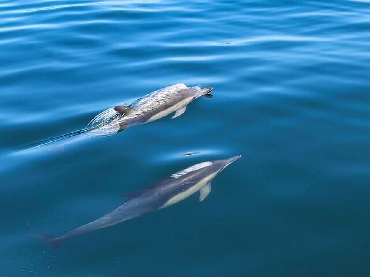 Guided Dolphin Watching in the Arrábida Natural Park in Portugal, Sesimbra, photo 2