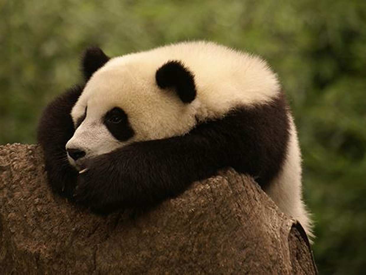 "China Classic mit Panda und Zhangjiajie, Peking", photo 4