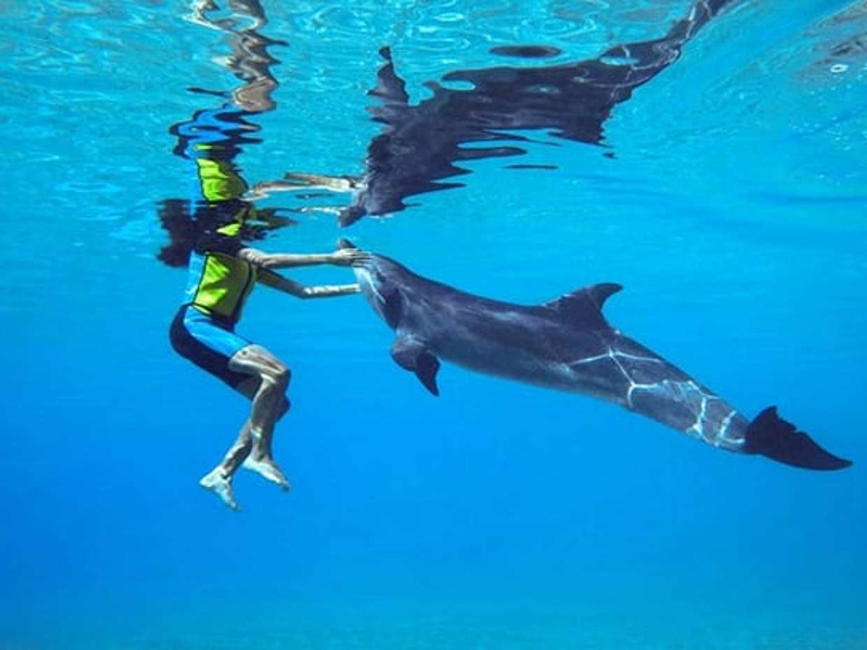 "Dolphin Bay Atlantis negli Emirati Arabi Uniti, Dubai", photo 3