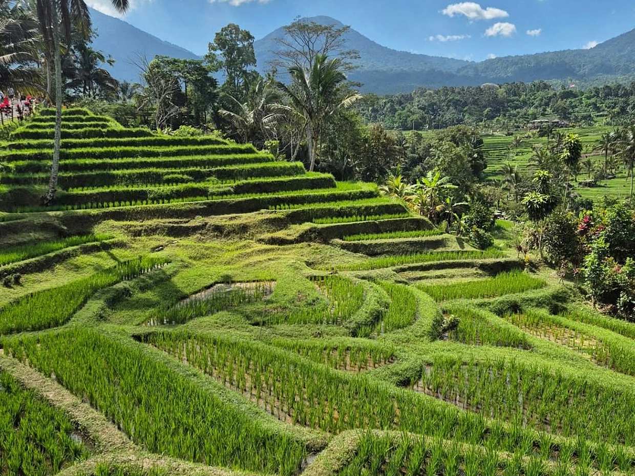Full Day Bali Nature & Iconic Temple Tour: Sangeh, Jatiluwih & Tanah Lot in Indonesia, photo 4