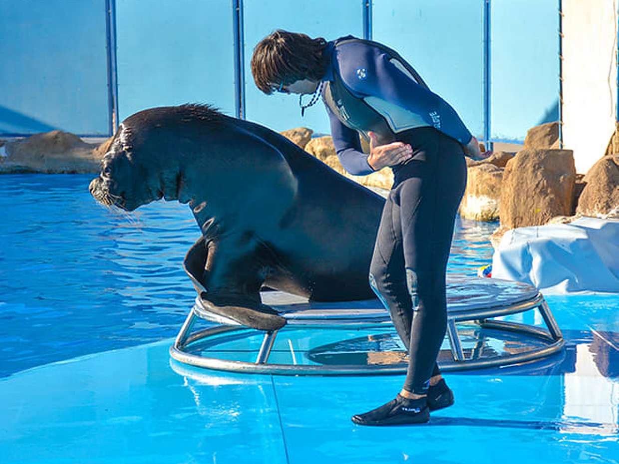 Shore Excursions: Dolphin Show, Photo session and Semi Submarine, photo 5
