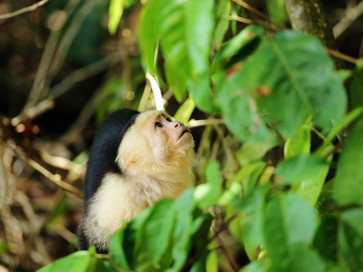 Mangrove Kayaking Adventure in Costa Rica, Quepos, photo 3