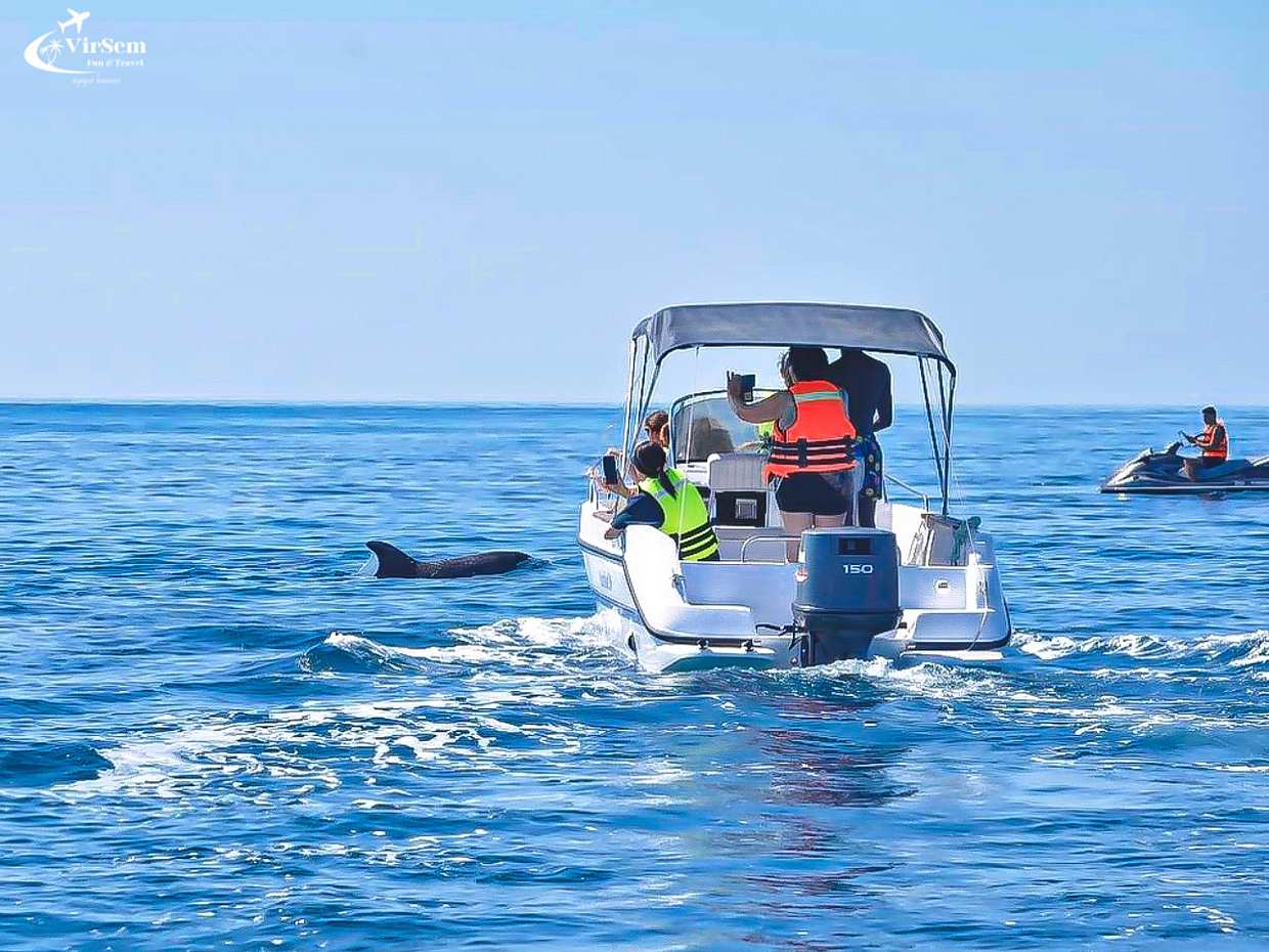 Dolphin Watching Boat Trip in Djerba – 2-Hour Sea Adventure in Tunisia, Djerba Midun