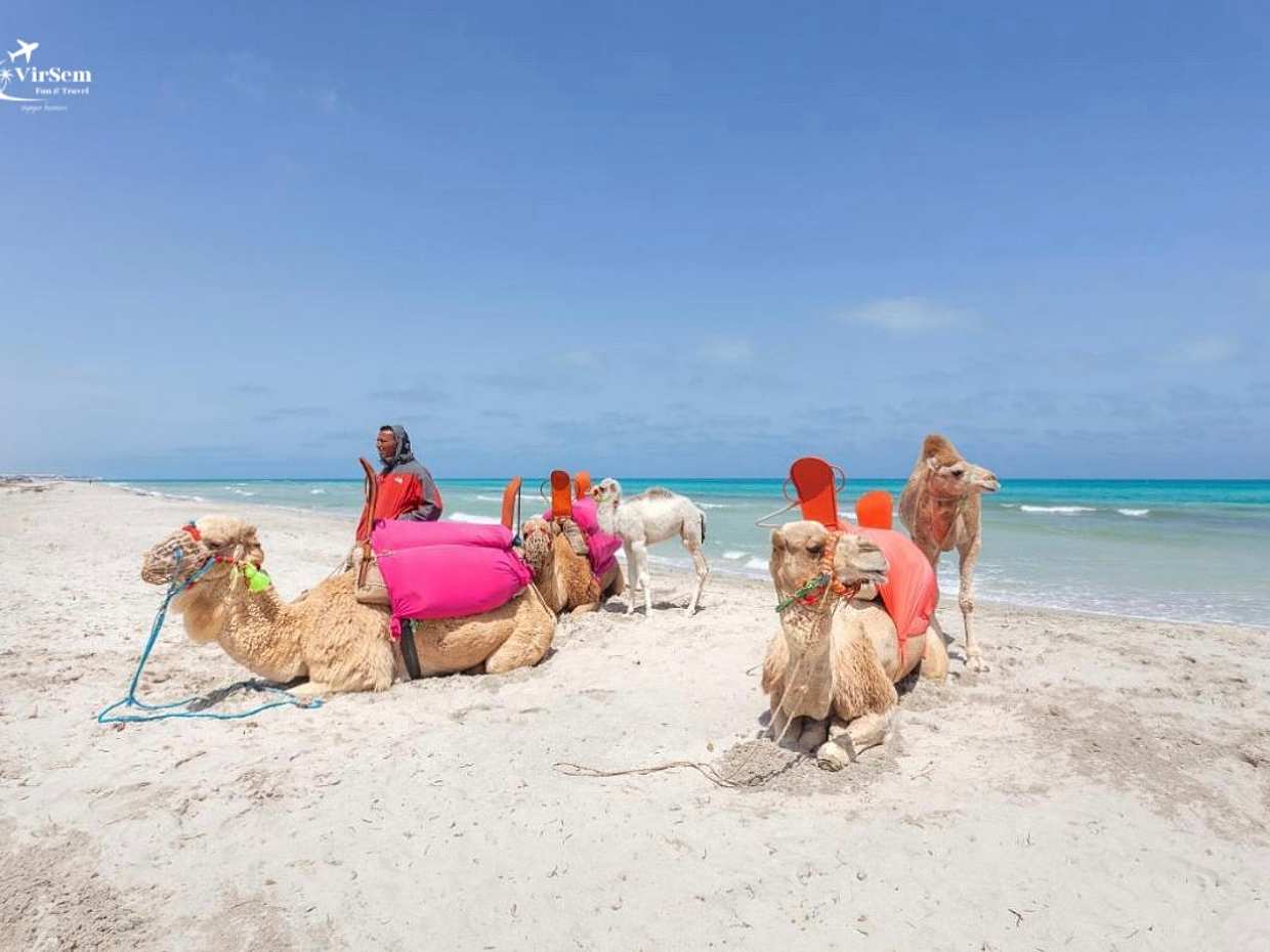 Explore Djerba at the Gentle Pace of a Camel Ride in Tunisia, Djerba Midun, photo 3
