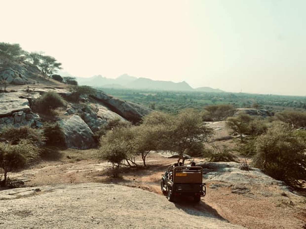 4-Day Wild Mewar & Jawai Leopard Safari Tour