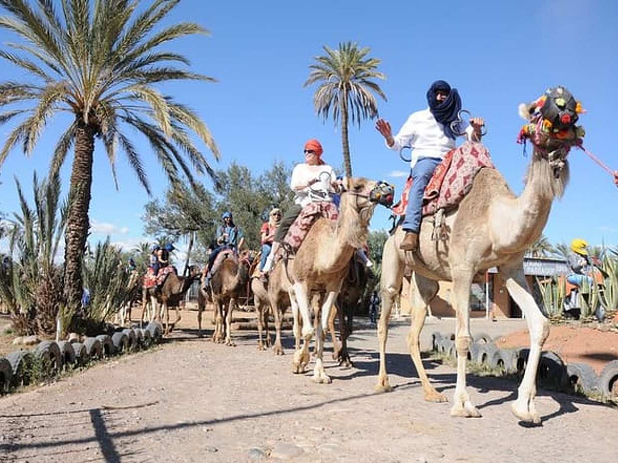 Camel ride in Marrakech Palm Grove, photo 5