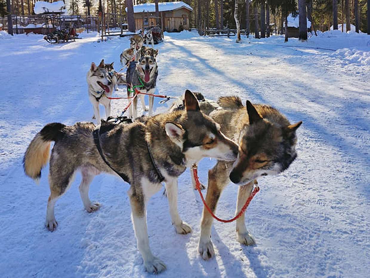 Husky Park and Musher-Driven safari 2 km, Levi, photo 3
