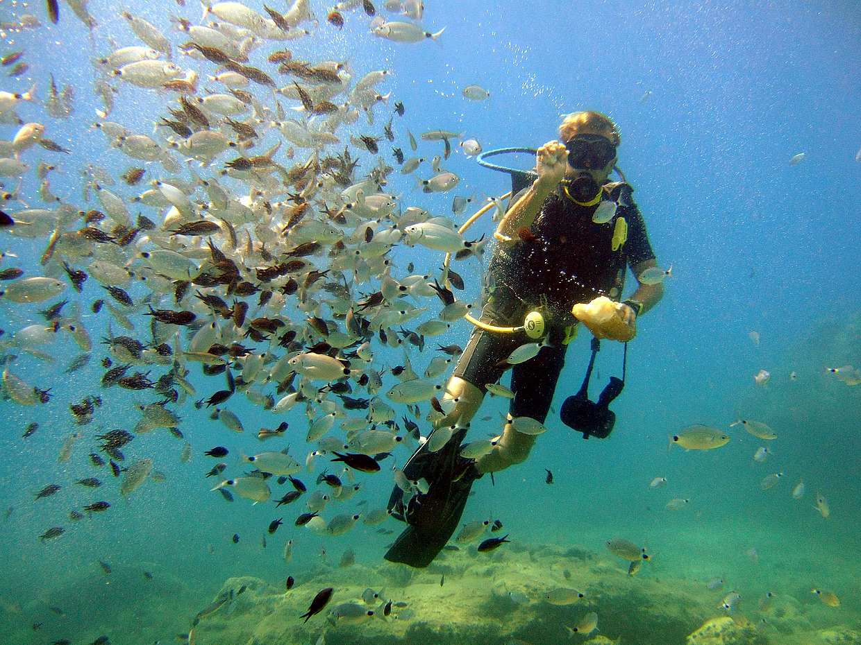 Türkiye Alanya'da Tüplü Dalış Turu ve Deneyimi
, photo 2