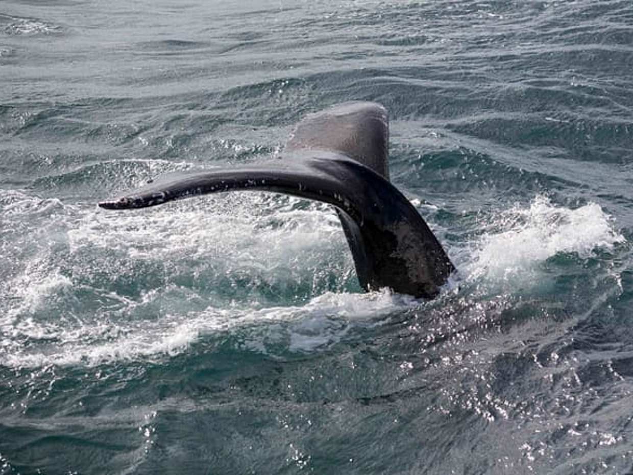 Whale Watching & Northern lights Combo Cruise from Reykjavik, photo 4