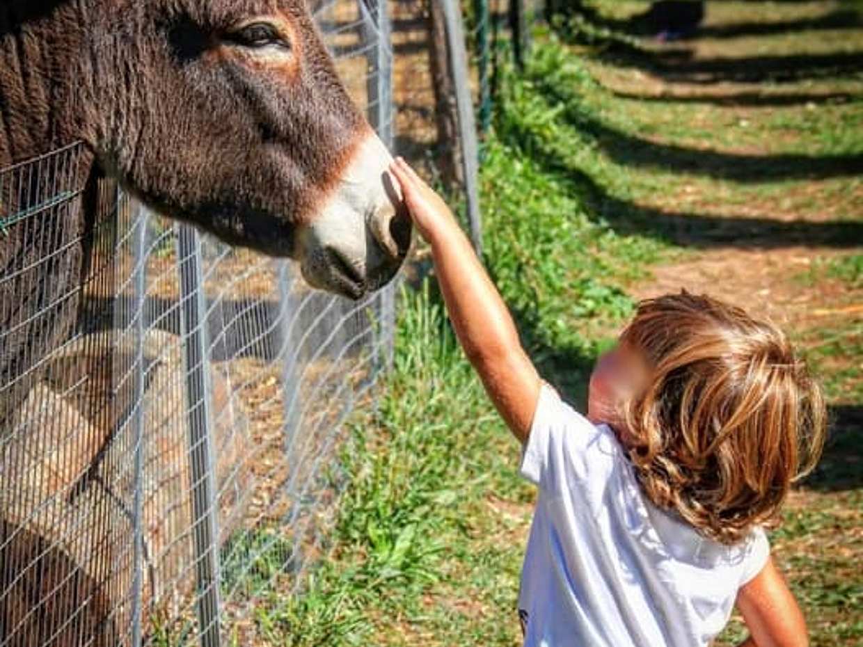 Lucca: Dinosaurs, Animals & Shows at Serbacco Family Park, photo 5