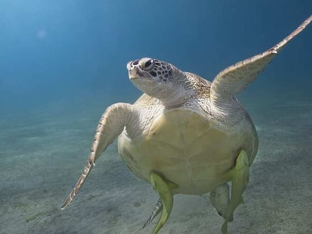 Marsa Mubarak Special: Boat and Snorkeling Trip, photo 3