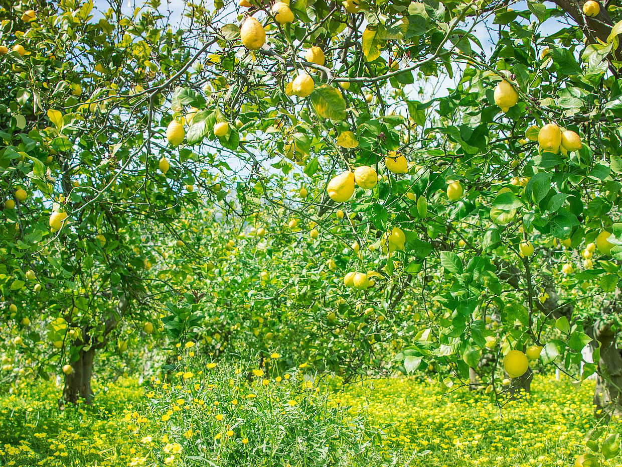 Lemon and Cheese Walking Tour in Sorrento, Italy, photo 2