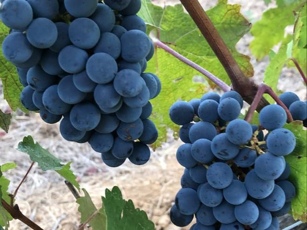 Wine tour in Saint tropez country side - AOP Côtes de provence