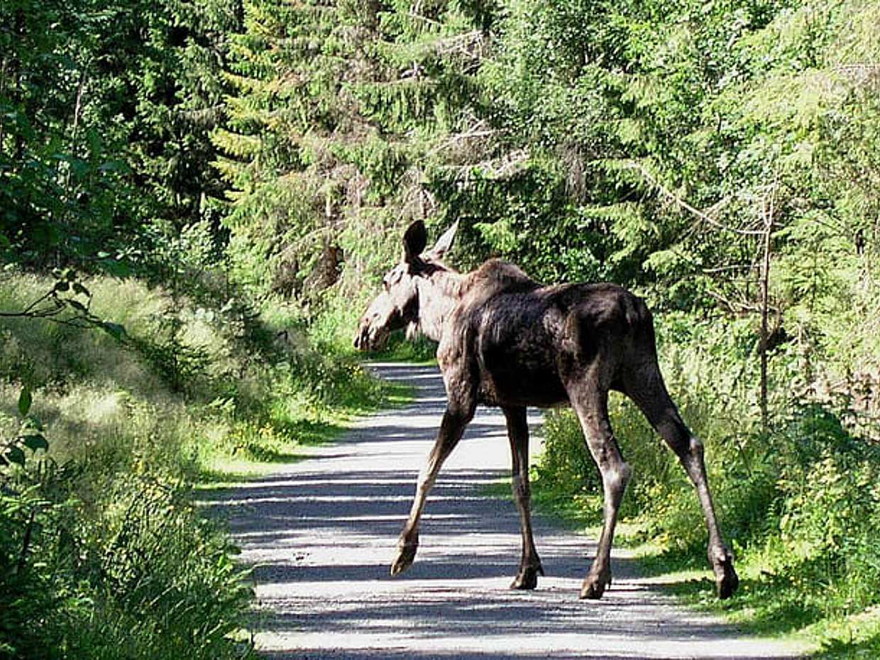 Moose Safari, photo 3