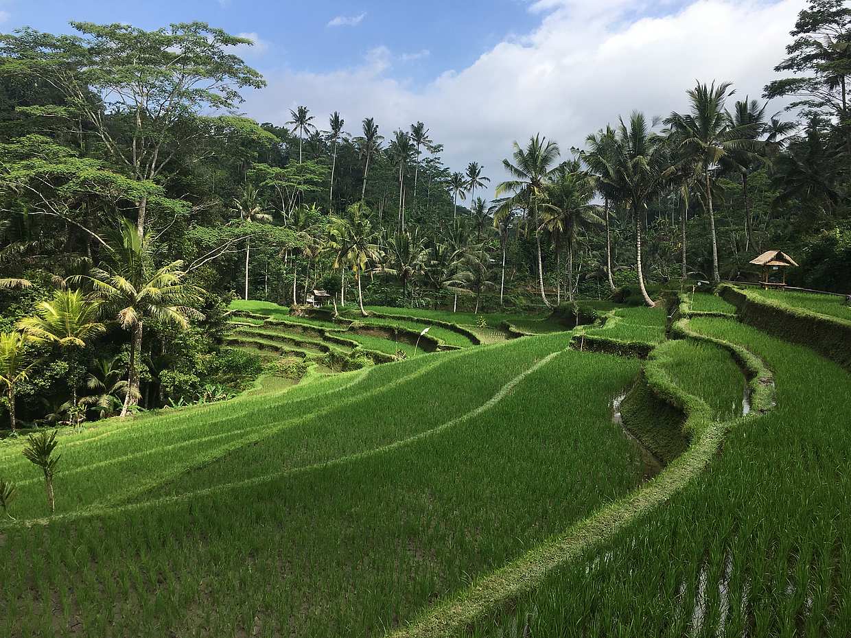 Bali Highlights Tour in Indonesia, photo 4
