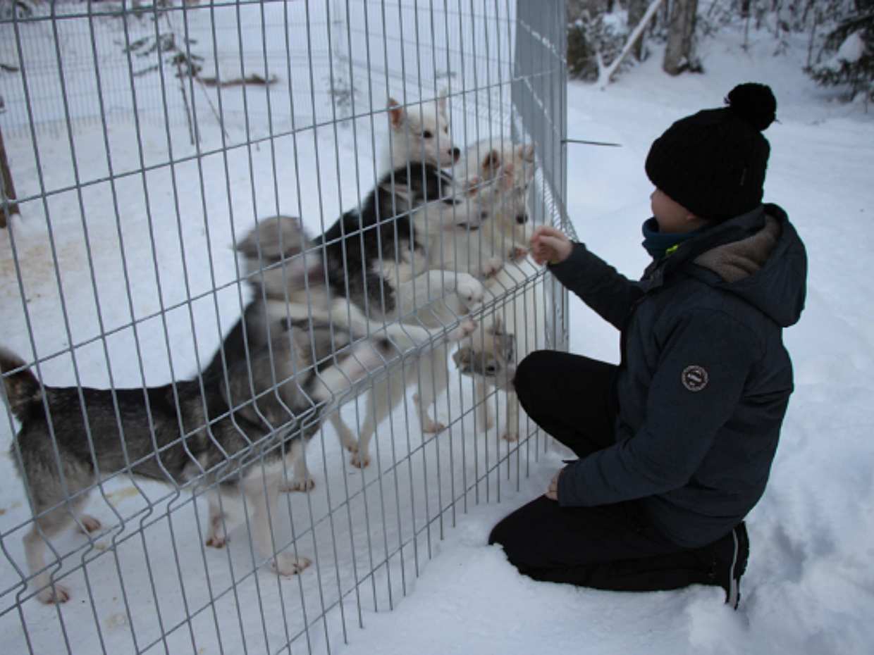 Husky Farm Visit in Finland, Arctic Husky Farm, photo 2
