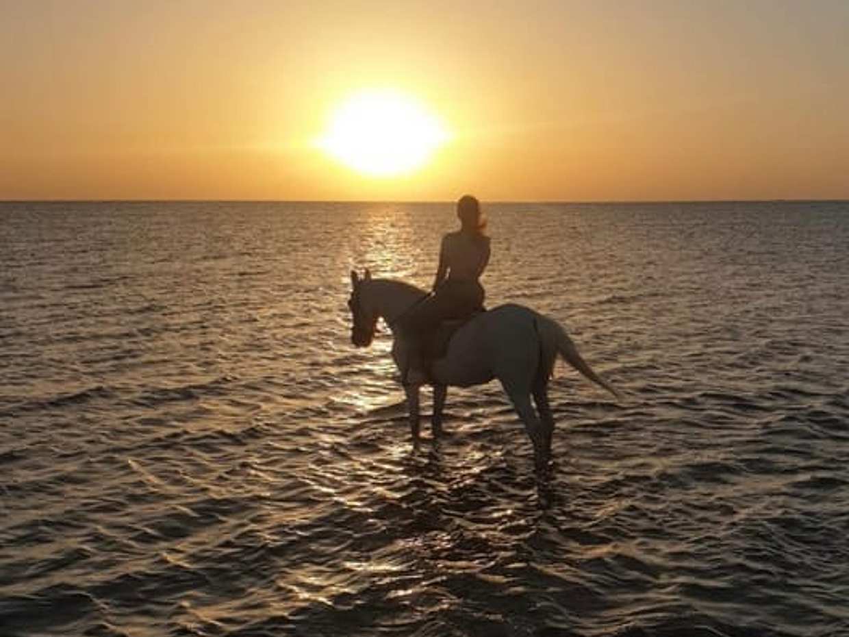 Hurghada Horseback Riding - 2 Hours Beach Ride