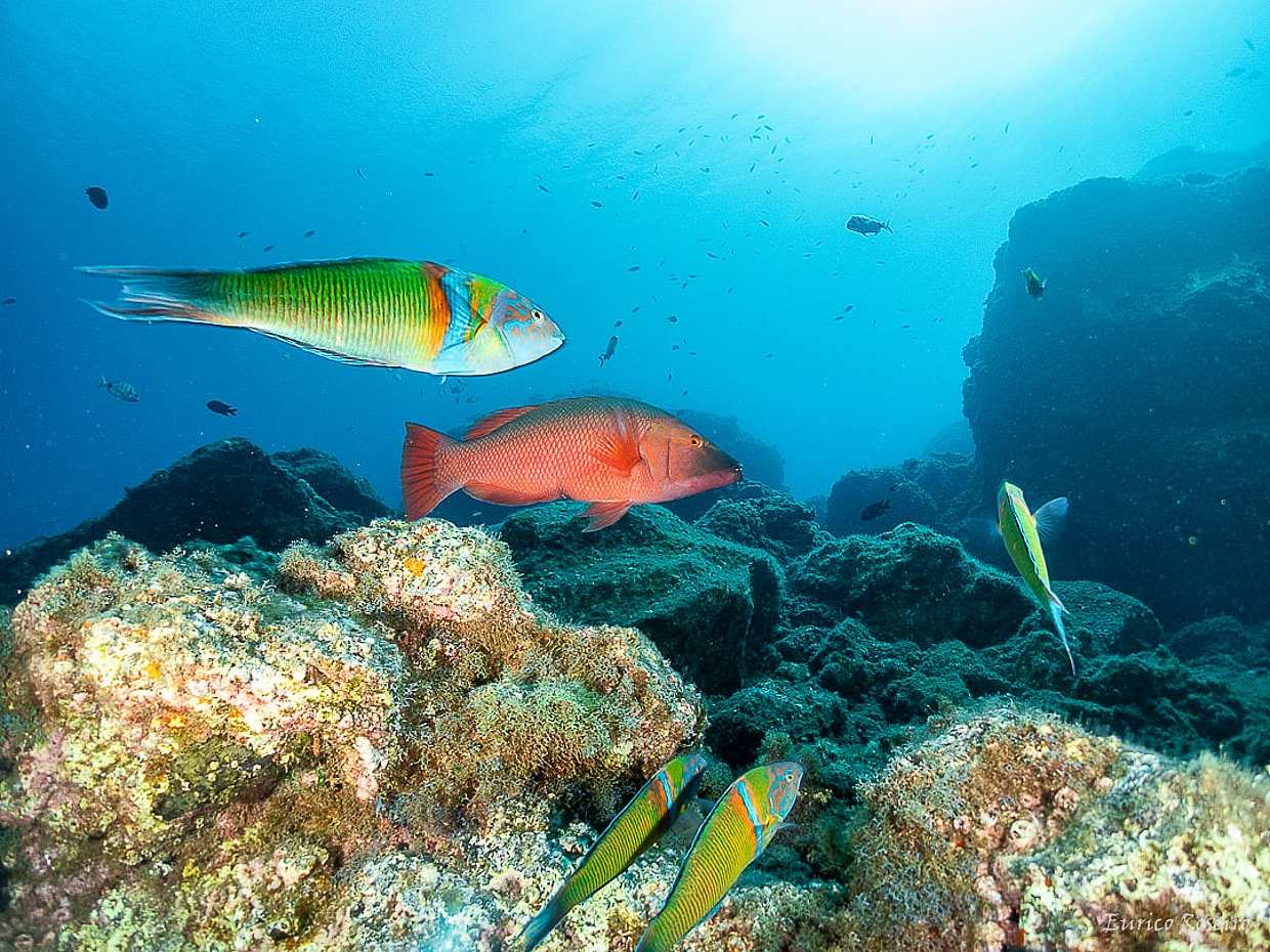 Scuba Dive Madeira, безопасная гавань Атлантики в Португалии.
, photo 4