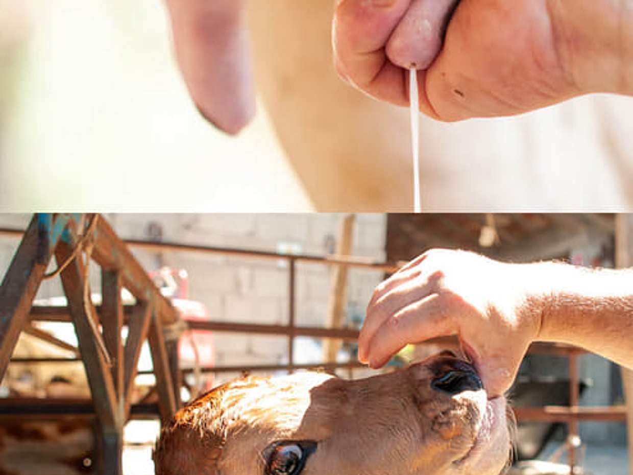 Weekend in Sorrento with Farm Tour, photo 2