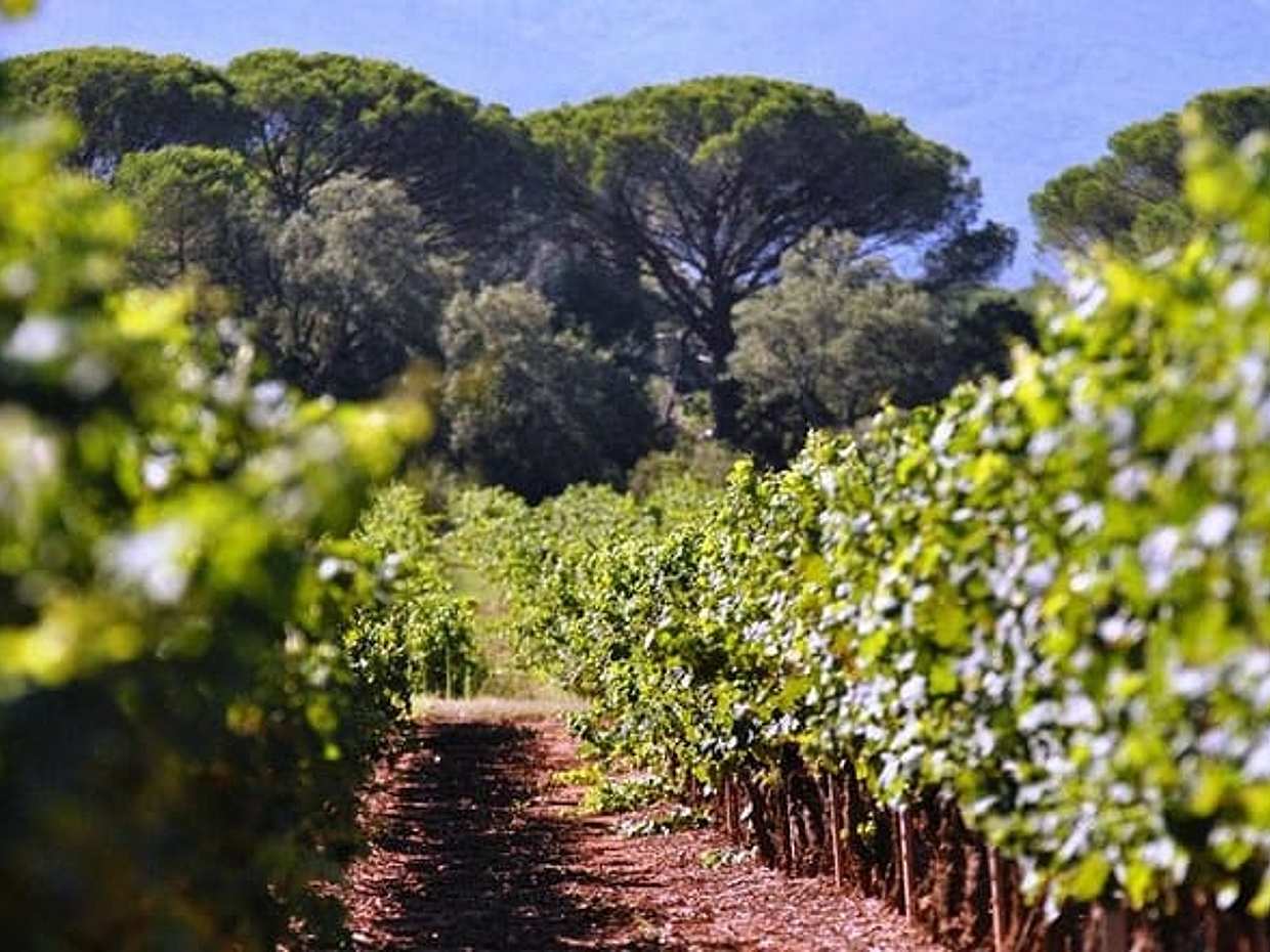 Calanques of Cassis, Aix-en-Provence & Wine Tasting Private Tour, photo 5