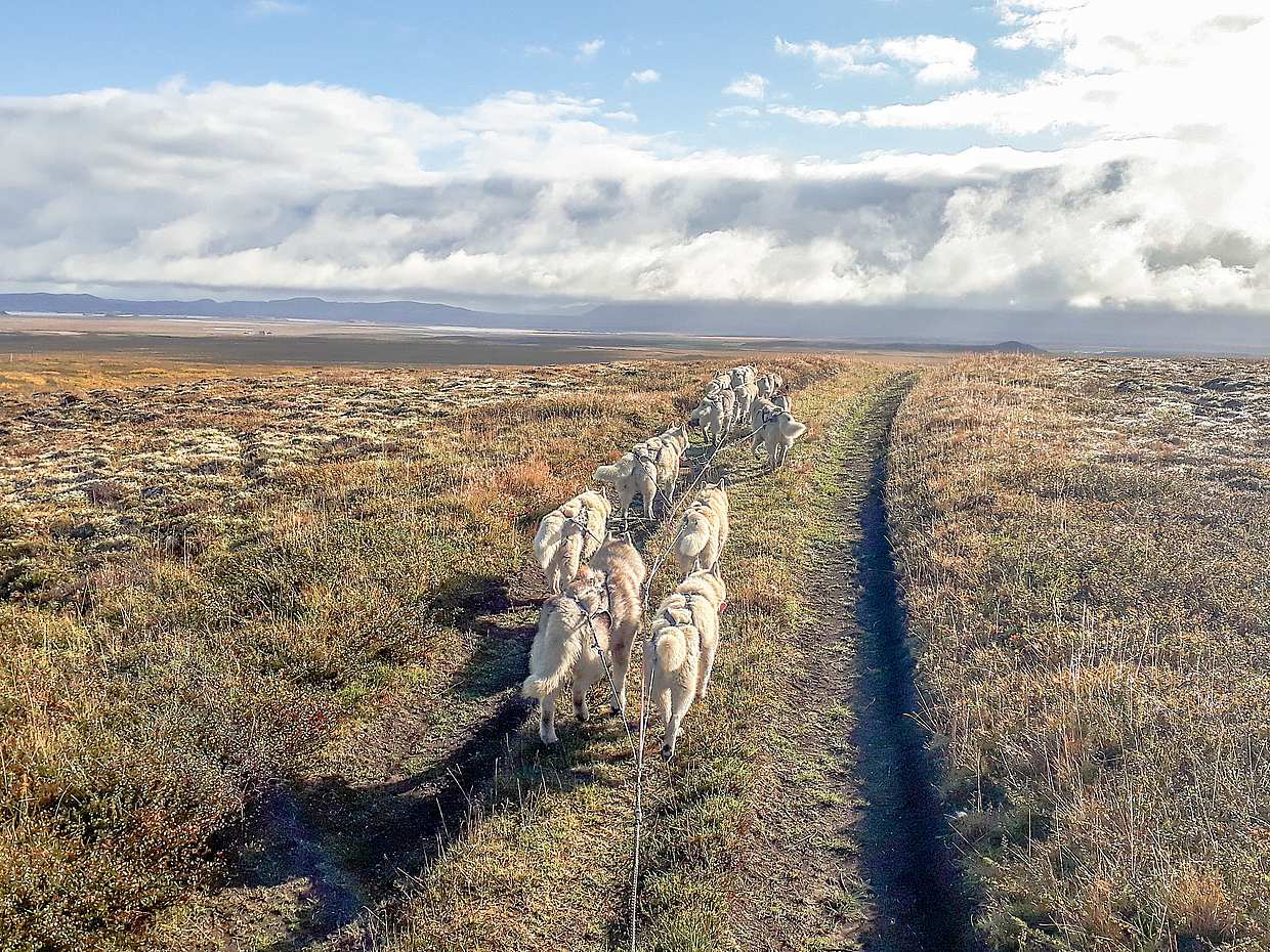 Siberian Husky Cart Ride, Iceland, photo 2