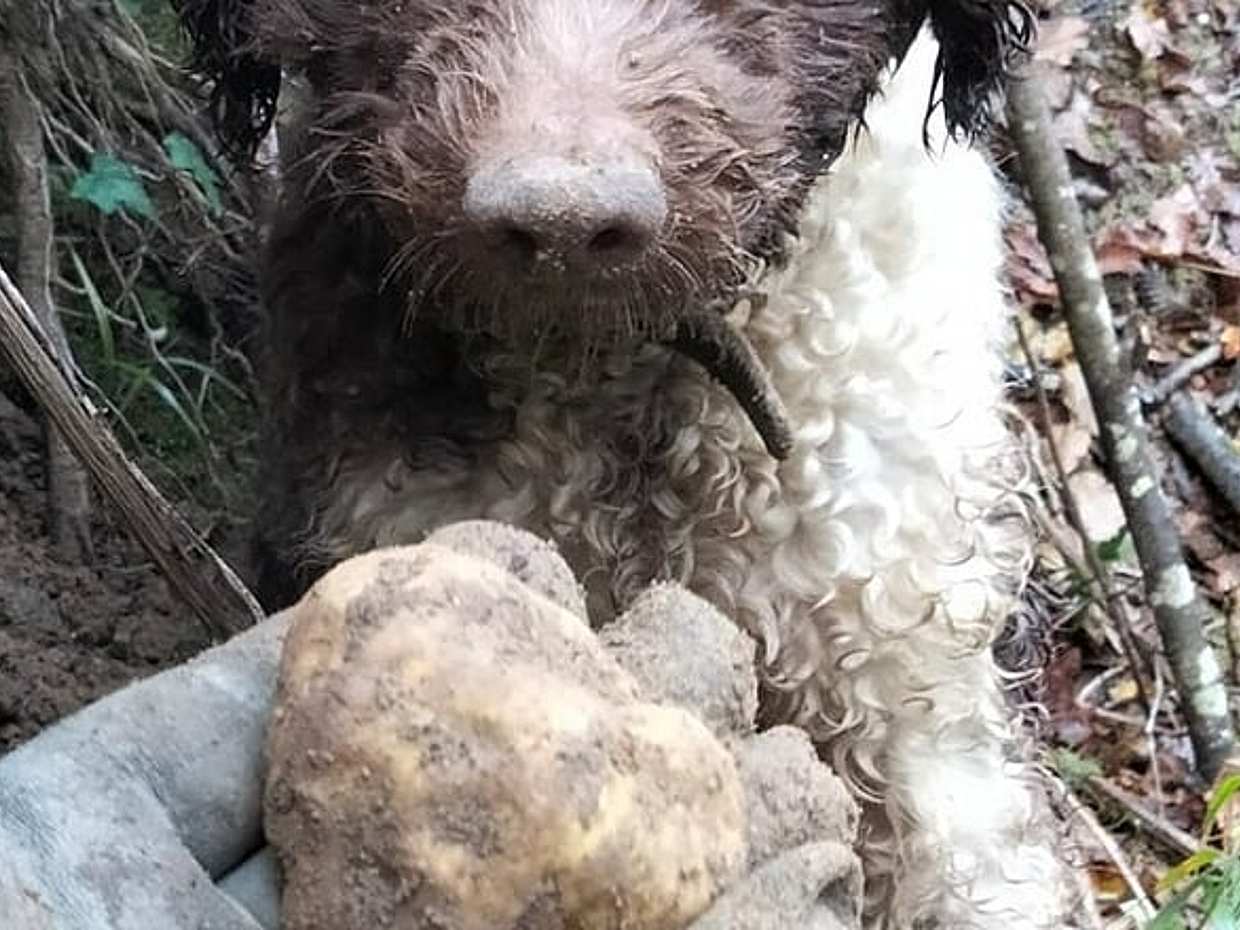 Truffle Hunting with Lunch and Chianti Tasting from Pisa, photo 4