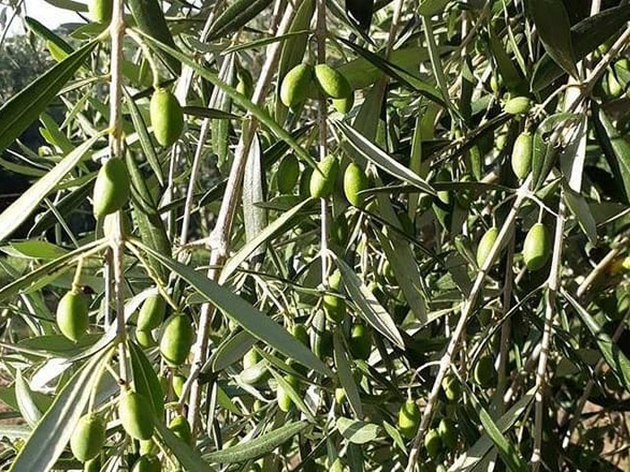 Lemon and olive oil in Sorrento Coast, photo 5