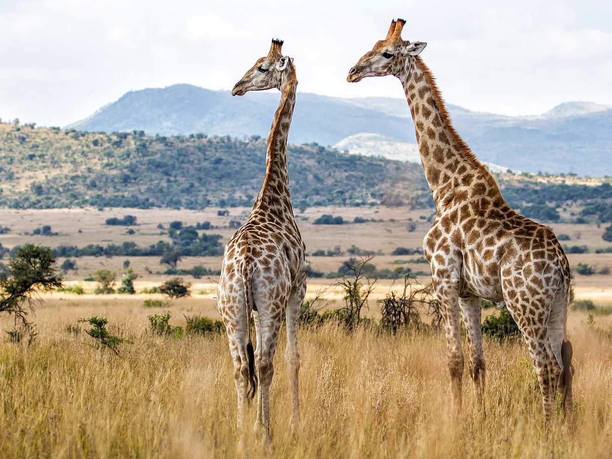 Full-day Pilanesberg Safari Tour in Johannesburg, South Africa, photo 2