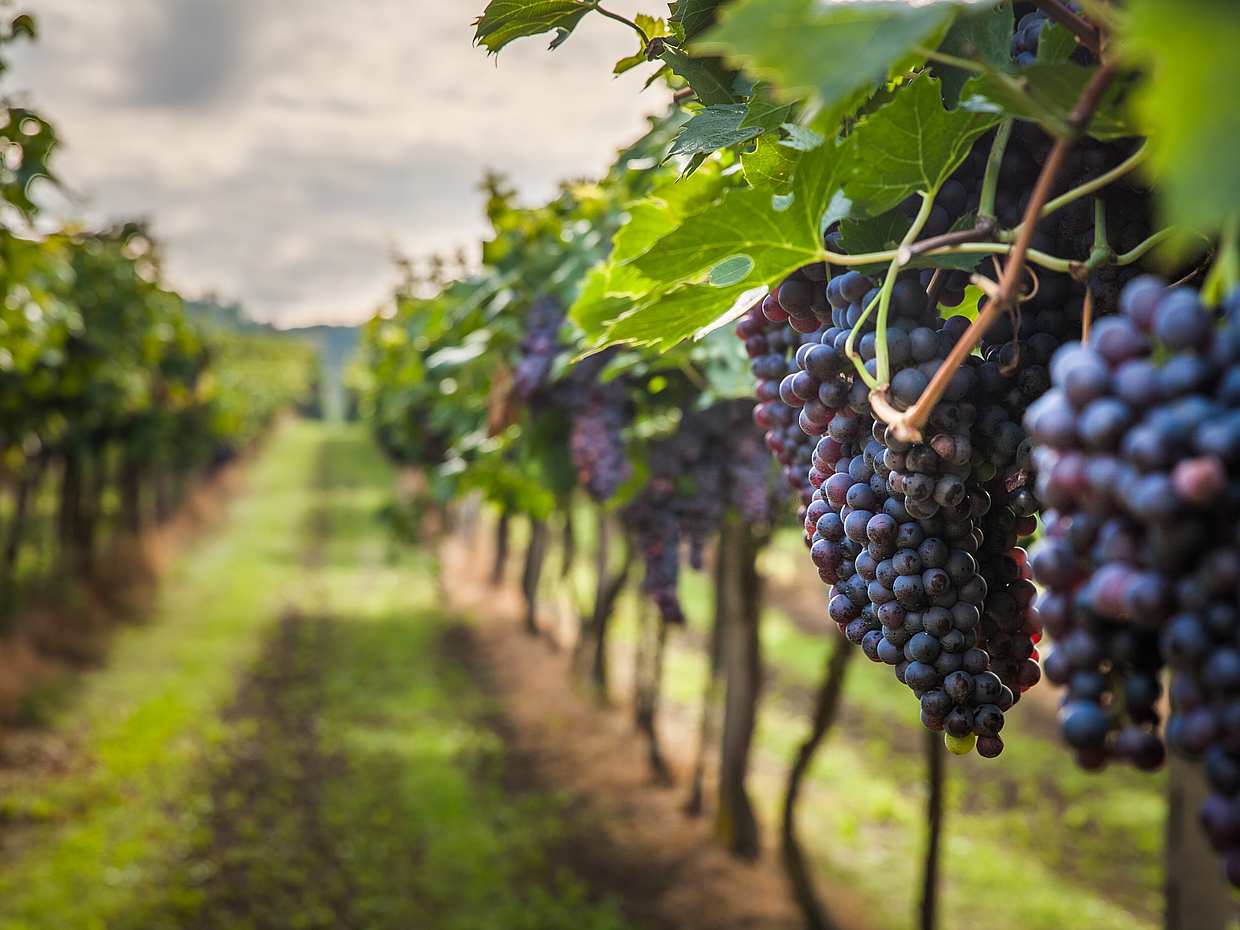 Excursión en helicóptero a las Bodegas Son Prim