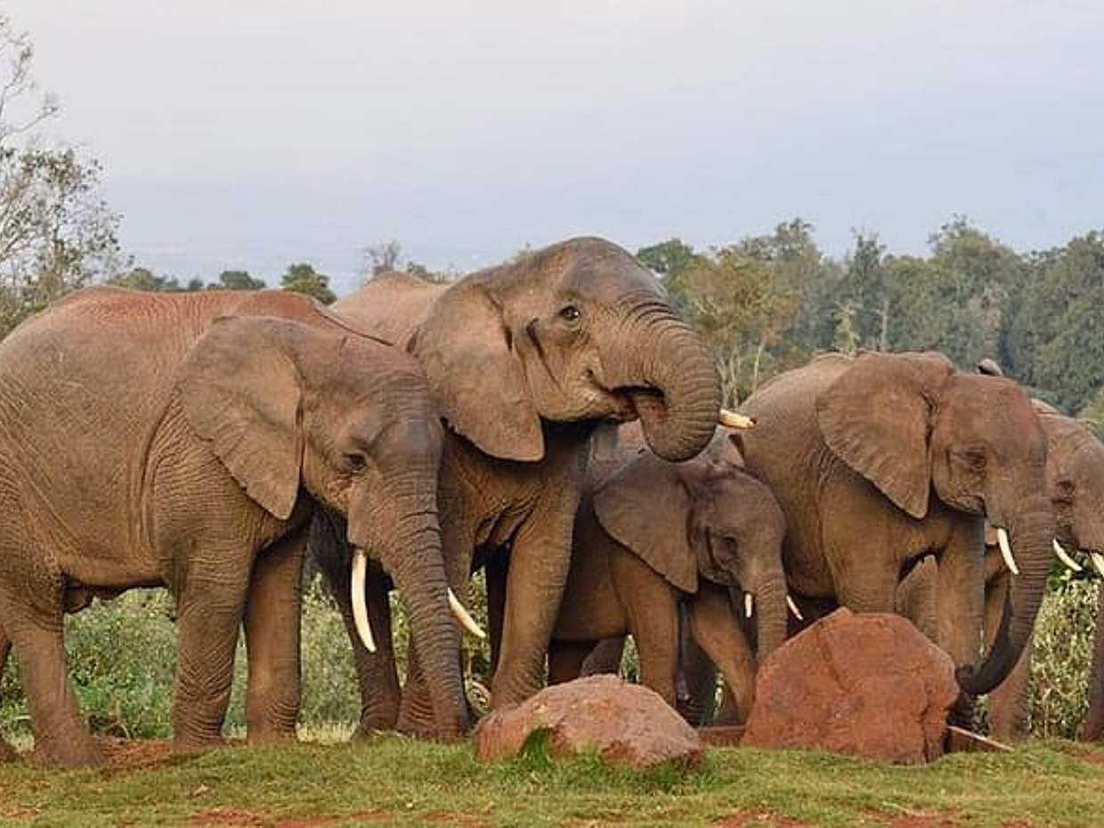 9-Days Best of Kenya's Wildlife Private Safari, photo 5