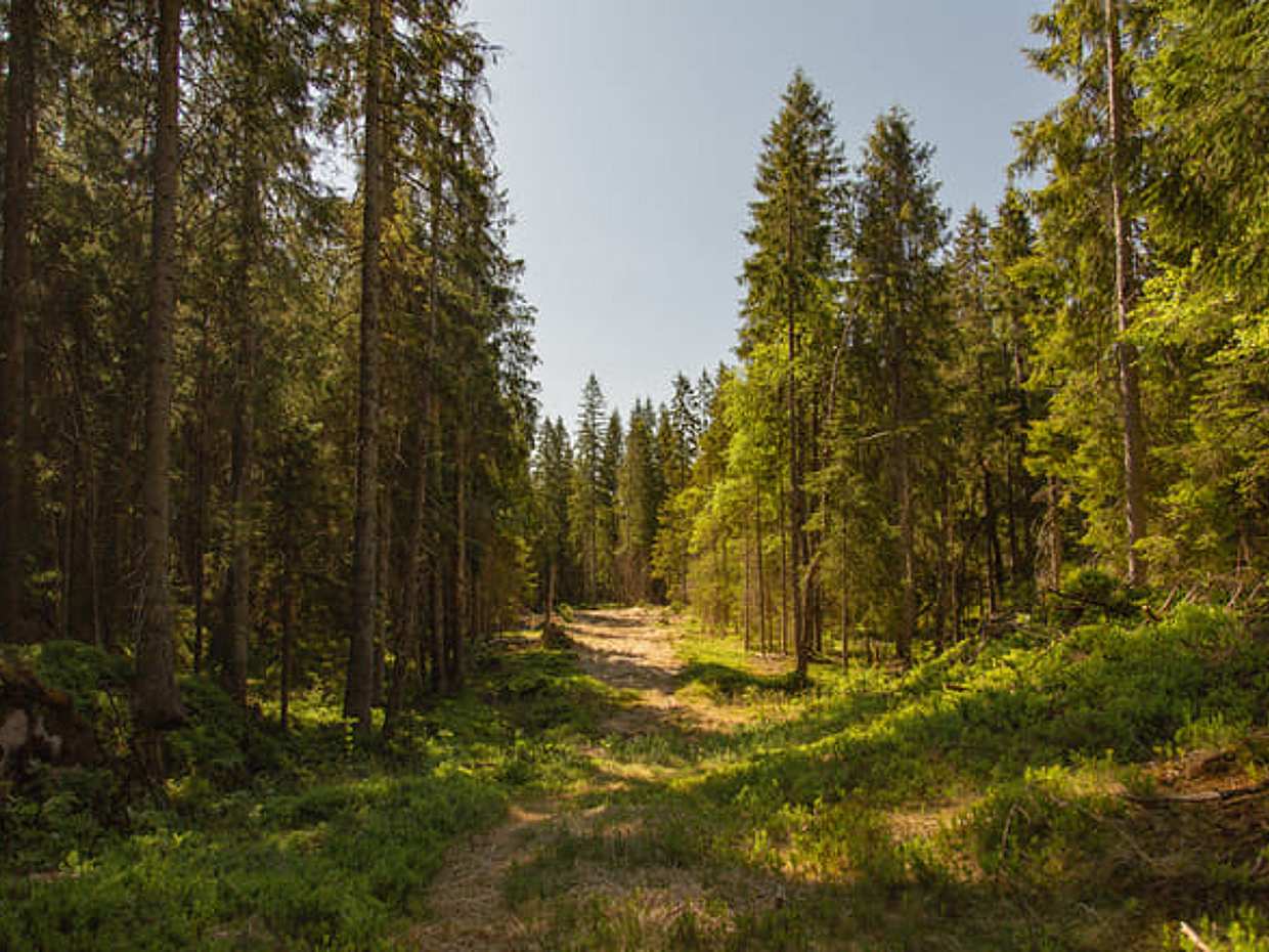 Private Holmenkollen Walk, photo 4