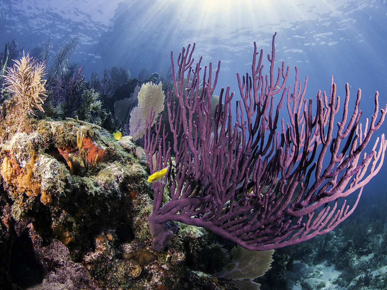 Key West Excursions from Miami: Shuttle, Dolphin Discovery, Snorkeling & More! in United States, photo 5