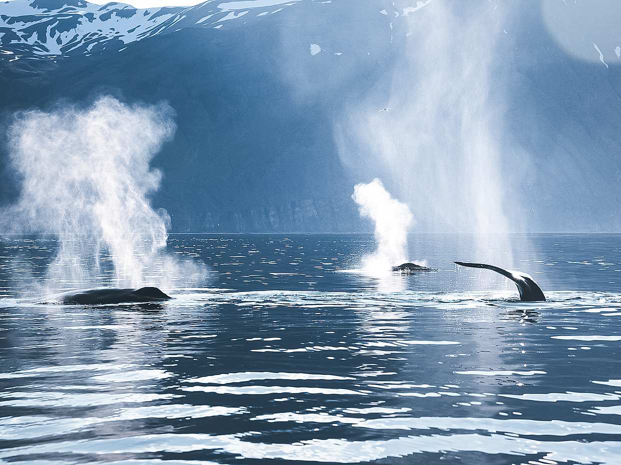 Geräuschlose Walbeobachtung (CO2-neutral) ab Húsavík in Island, Walbeobachtung mit Segelboot in Húsavík
, photo 2