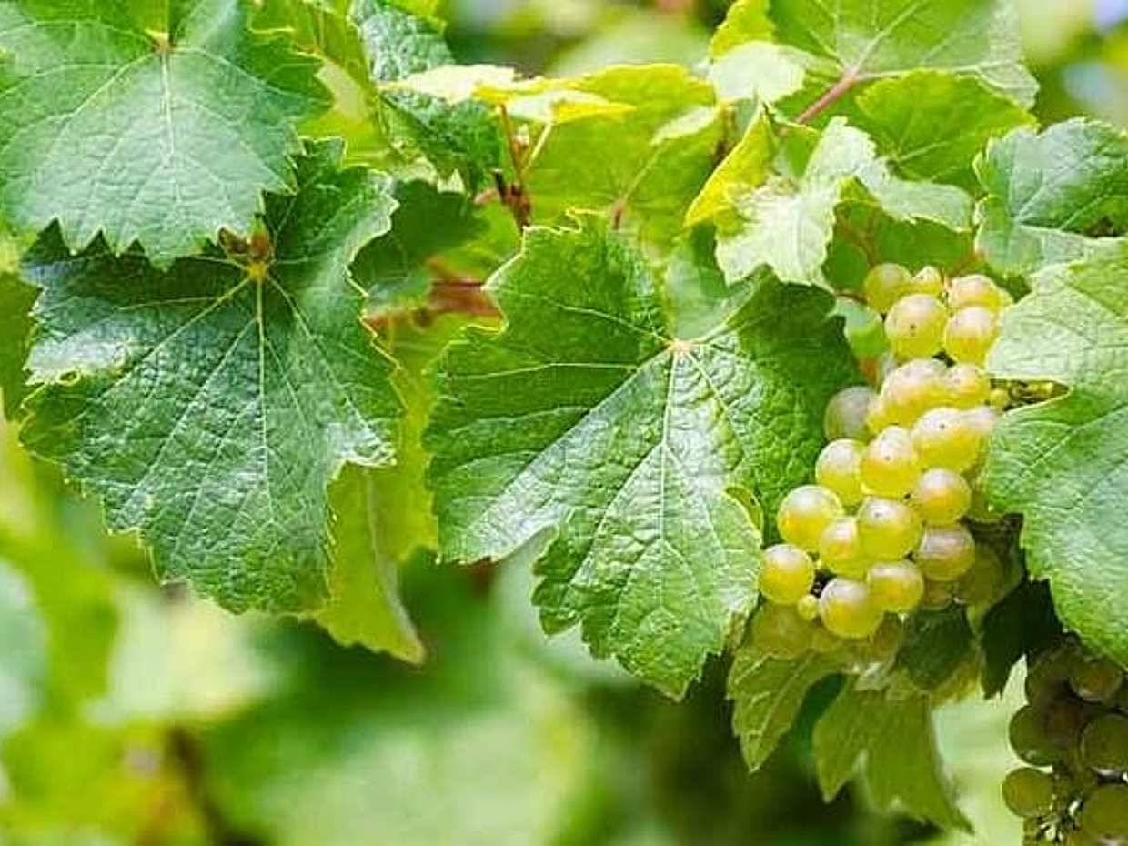 Rome Vineyards Wine tasting Private Day Tour, photo 3