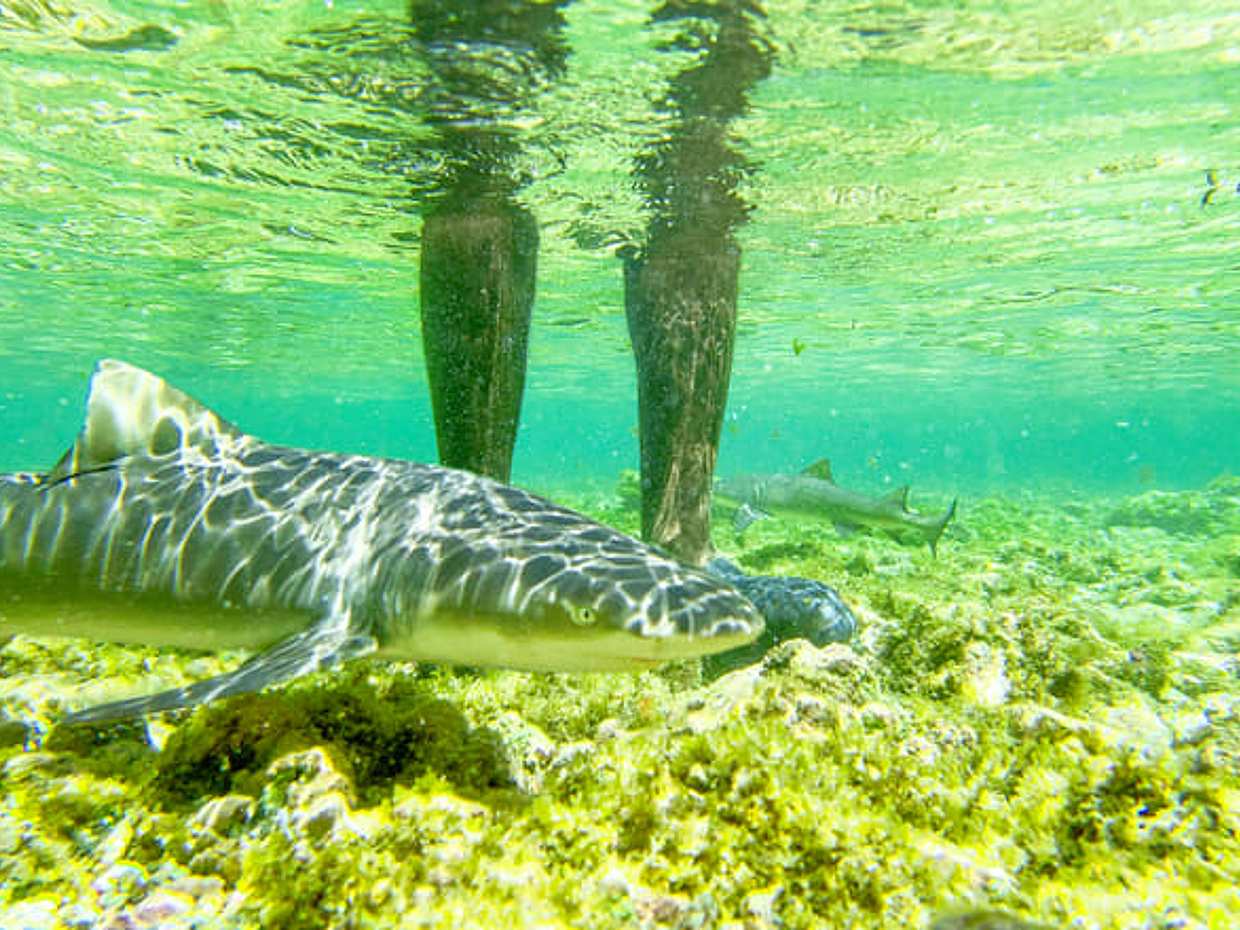 Sal Island: Guided Full-Day Highlights Tour with Lunch in Cape Verde, Santa Maria, photo 2