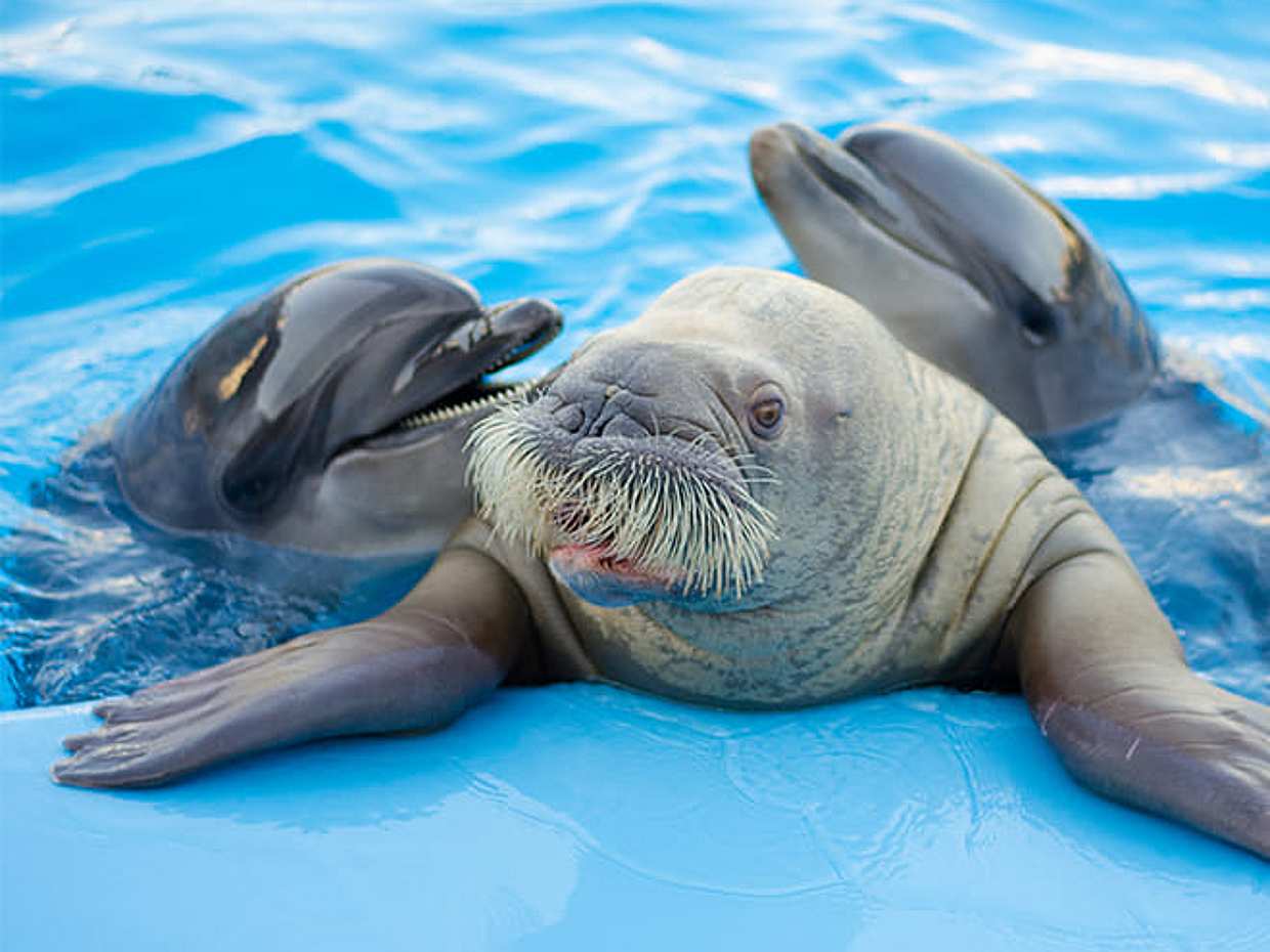 Shore Excursions: Dolphin Show, Photo session and Semi Submarine, photo 4