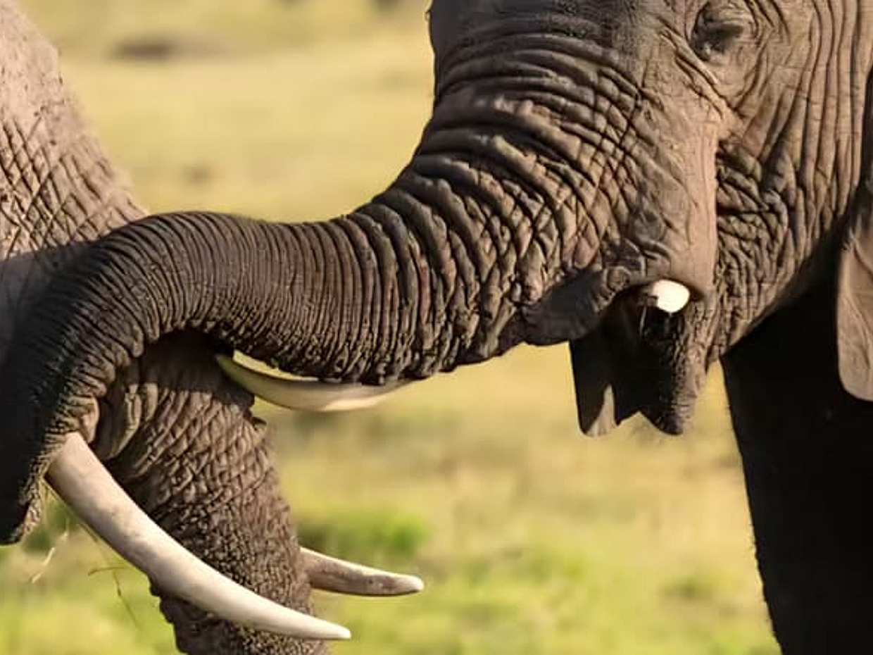2-Day Tanzania Safari | Tarangire & Ngorongoro Big Five Experience, Arusha, photo 4