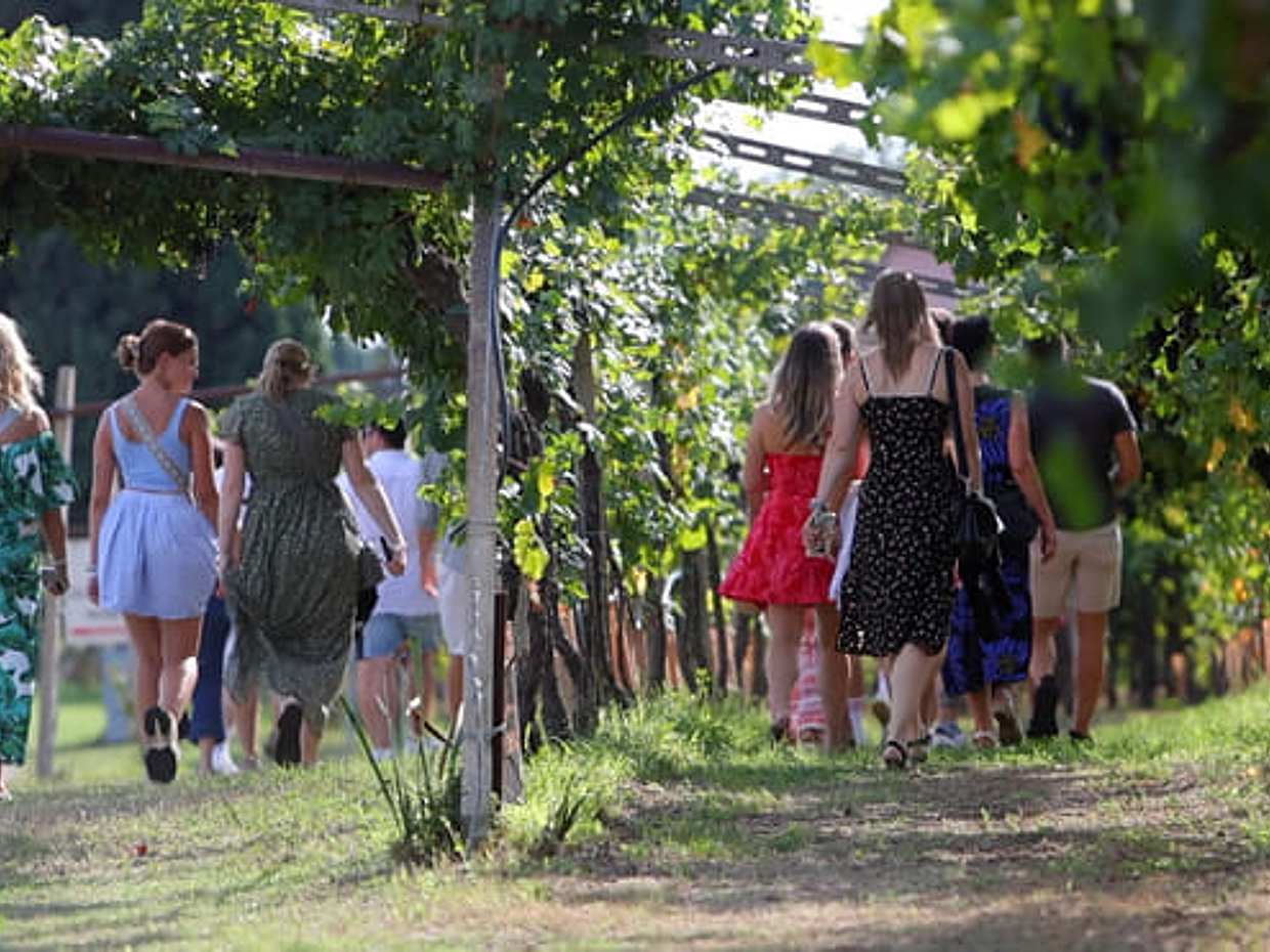 Winery Tour and Tasting of Garda Wines, photo 2