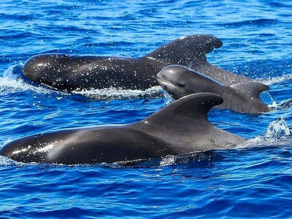 Whale Watching Catamaran in Costa Adeje, photo 2