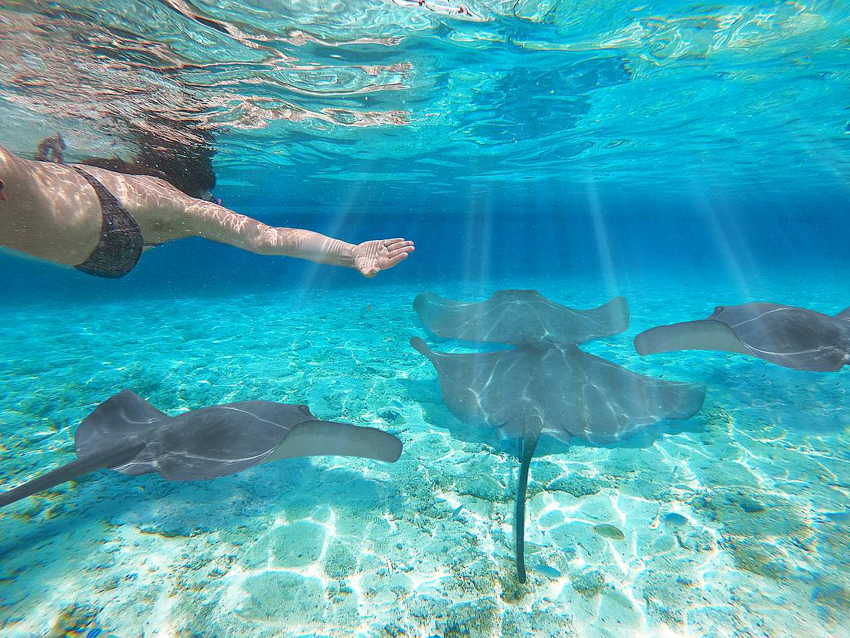 Swim with Manta Rays in Nusa Penida and Nusa Lembongan in Bali, Indonesia, photo 3