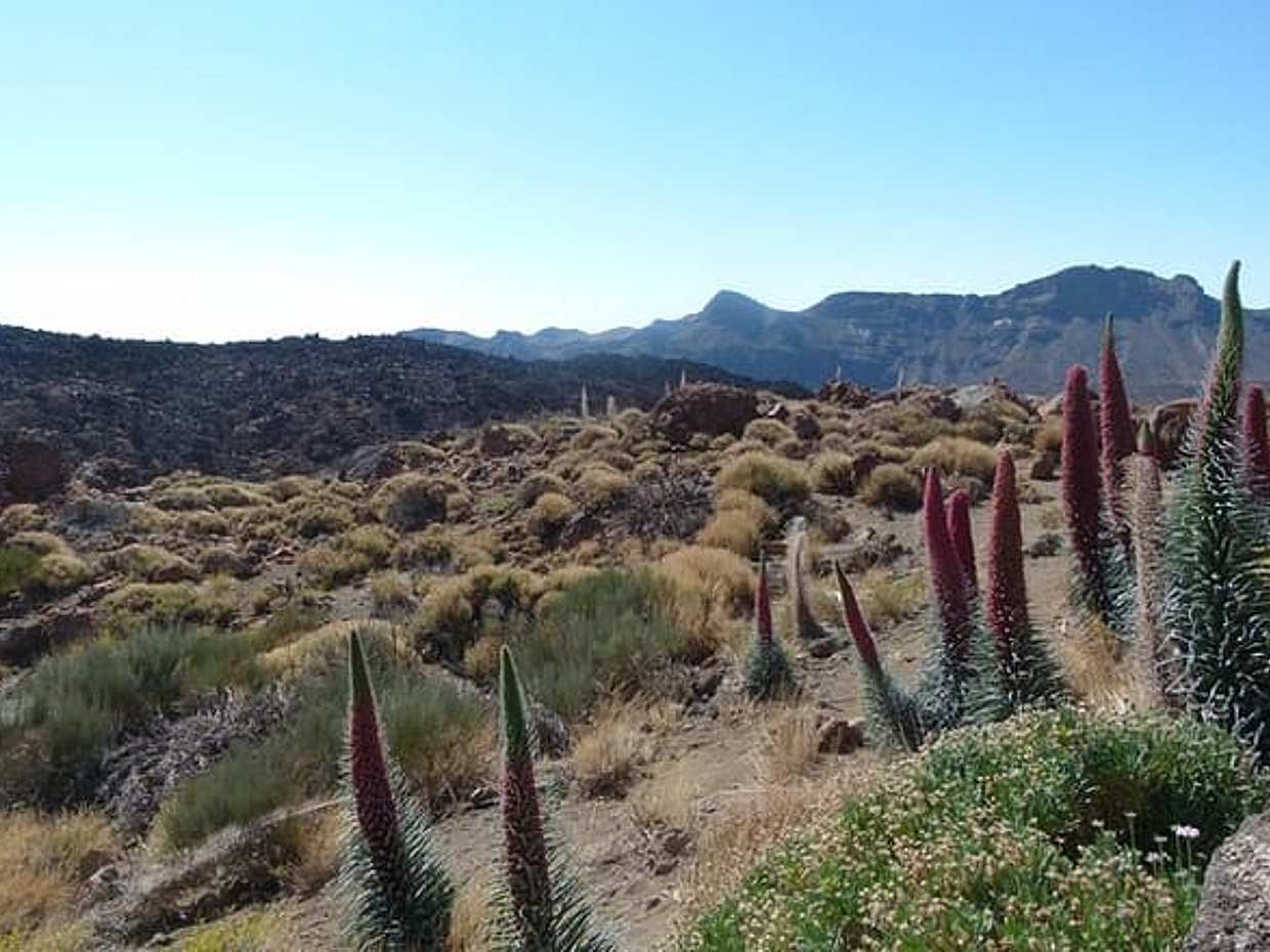 Tenerife Highlights Full-Day Tour, photo 3