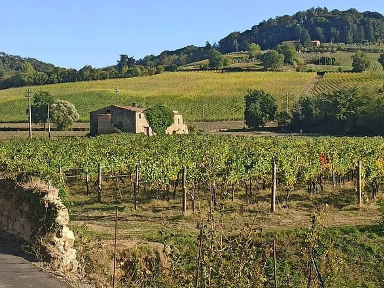 PRIVATE TOUR: Chianti Afternoon tour with visit to 2 wine farms