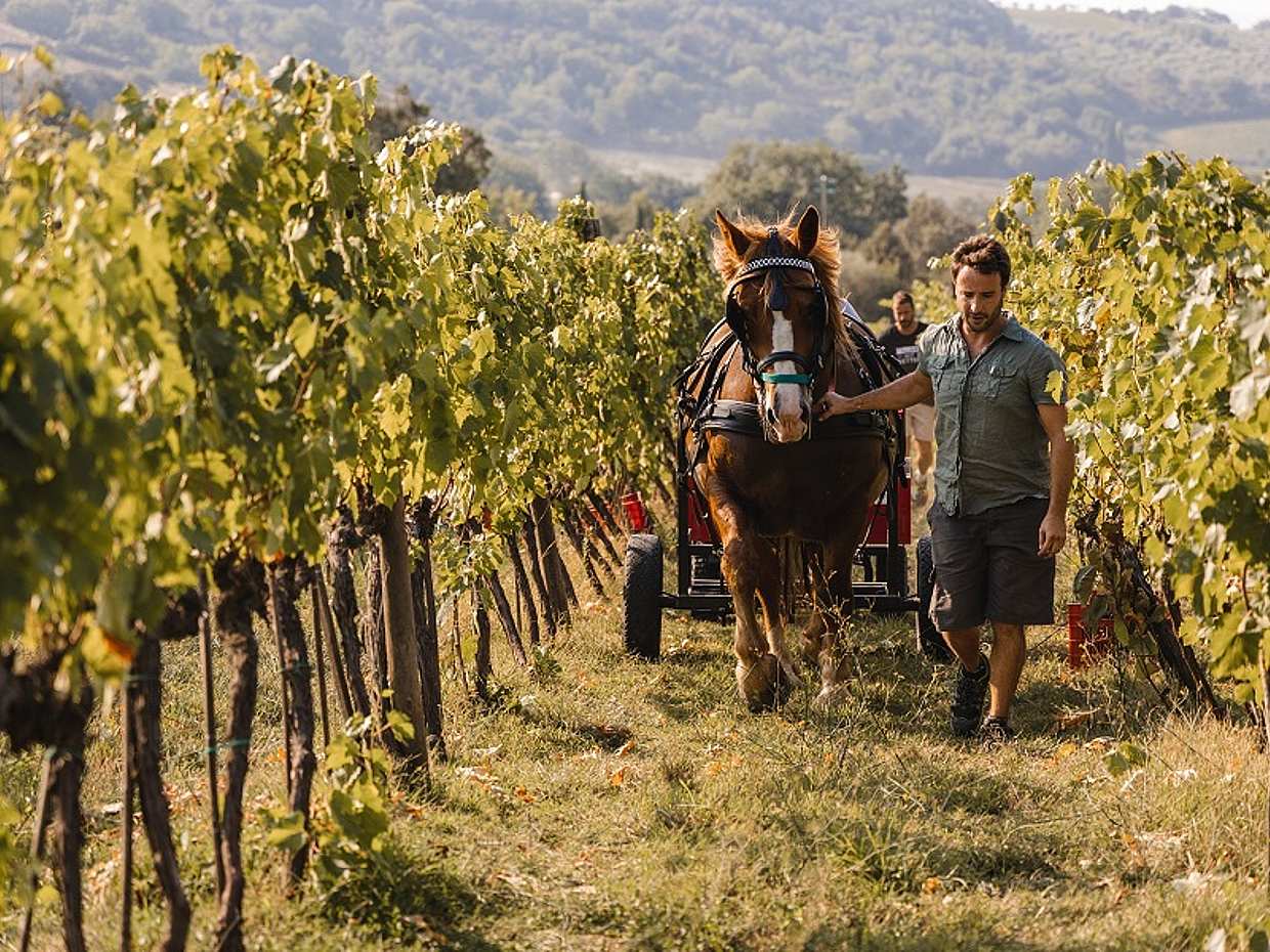 Exclusive Brunello di Montalcino from Florence in Italy, photo 2