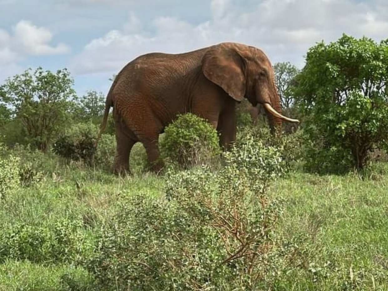 3 Days and 2 Nights Private Maasai Mara Safari in Kenya, Nairobi, photo 3
