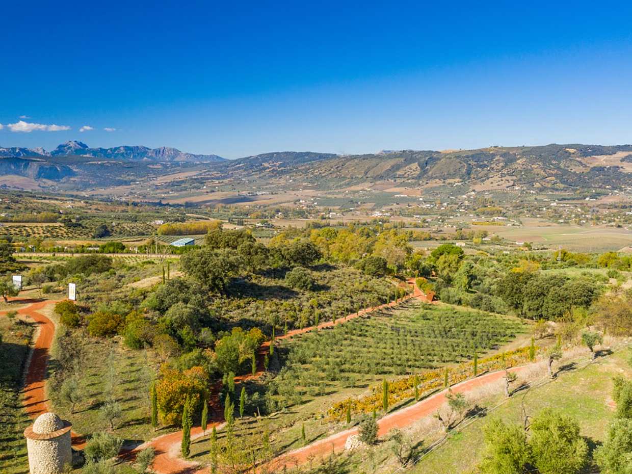 Ronda e Degustazione Olio d'Oliva: Gita di un Giorno Privata da Malaga in Spagna, photo 2