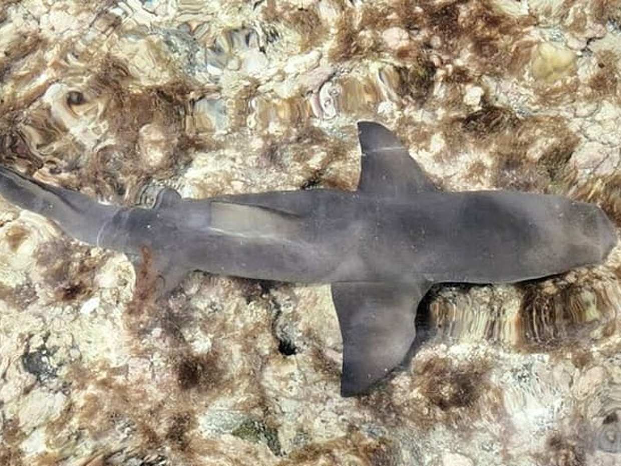 Sal Island: Full-day Private Experience with Local Guide in Cape Verde, Santa Maria, photo 5